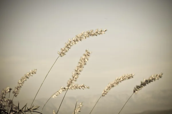 Herbe marine côtière — Photo