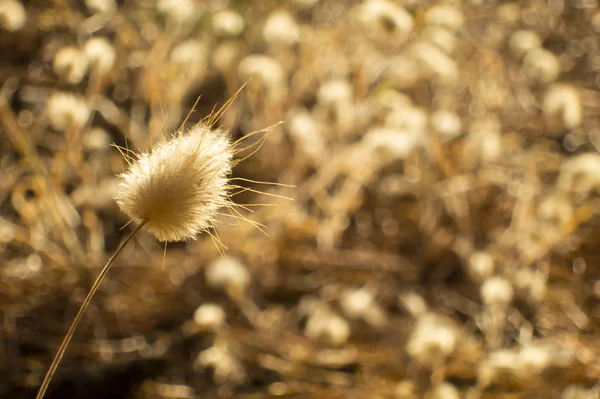 Yellow grass in the sunset — Stock Photo, Image