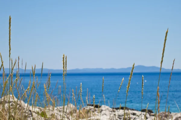 Coastal sea grass — Stock Photo, Image