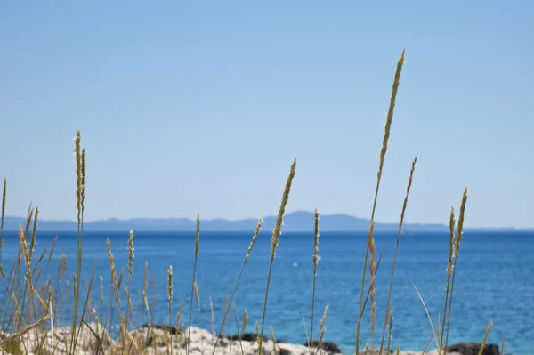 Coastal sea grass — Stock Photo, Image