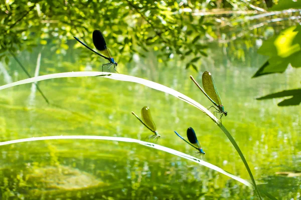Gruppo di bellissime libellule su una foglia in uno stagno — Foto Stock