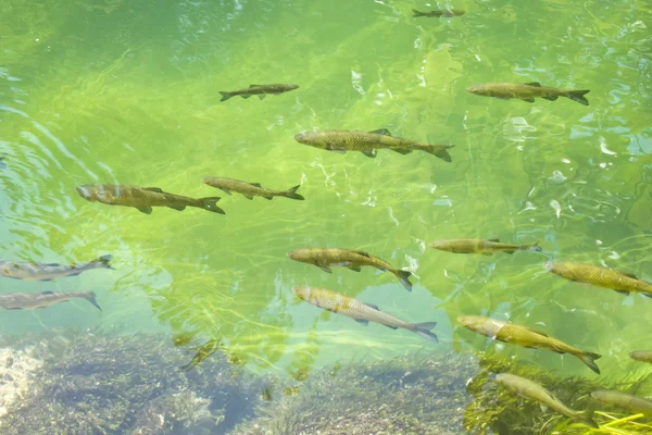 Grupp av fiskar i färskvatten sjö — Stockfoto