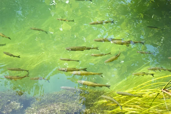 Grupo de peixes em lago de água doce — Fotografia de Stock