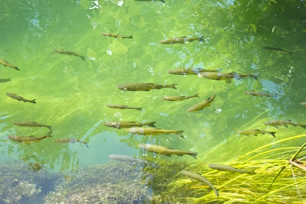 Grupo de peces en el lago de agua dulce —  Fotos de Stock