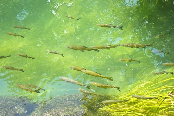 Grupo de peces en el lago de agua dulce — Foto de Stock