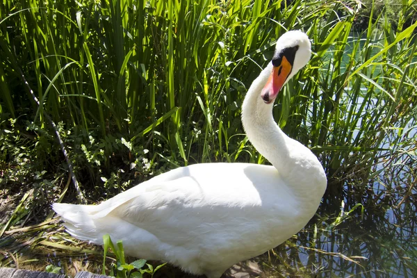 Nádherná labuť v rybníku — Stock fotografie