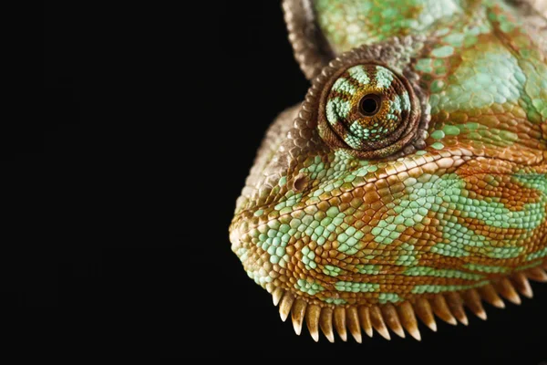 Chameleon — Stock Photo, Image