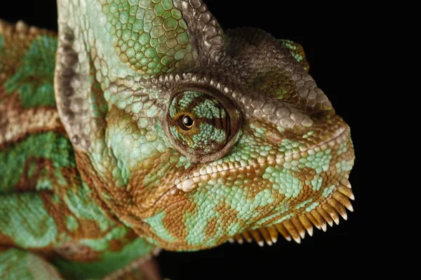 Chameleon — Stock Photo, Image