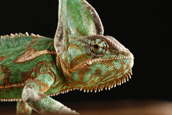 Chameleon — Stock Photo, Image