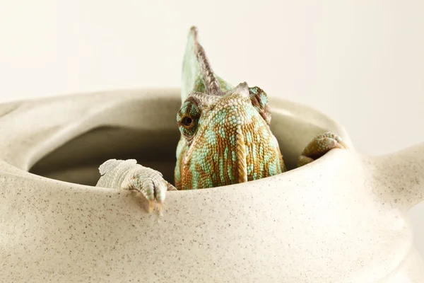 Camaleonte seduto in vaso — Foto Stock