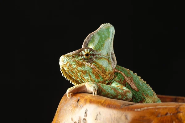 Chameleon sitting in pot — Stock Photo, Image