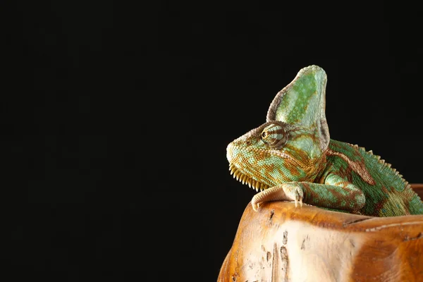 Chameleon sitting in pot — Stock Photo, Image