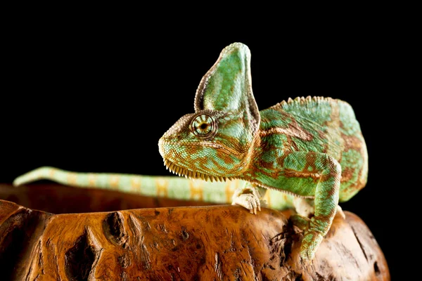 Chameleon — Stock Photo, Image