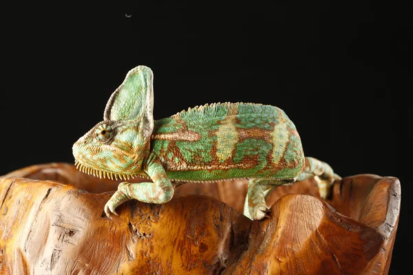 Chameleon — Stock Photo, Image