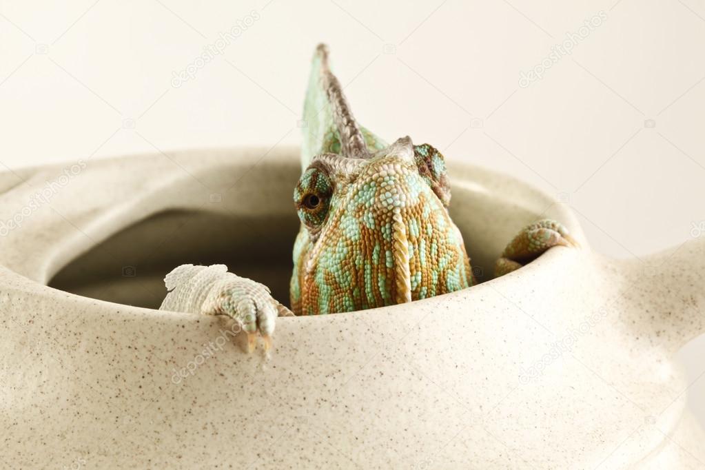 Chameleon sitting in pot
