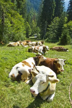 yalancı inek mera üzerinde dağ çayır