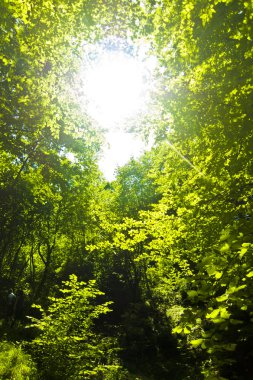 Güneşli bir günde yeşil yapraklar