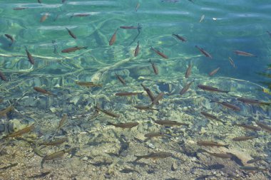 Gölün berrak turkuaz suda alabalık balık shoal