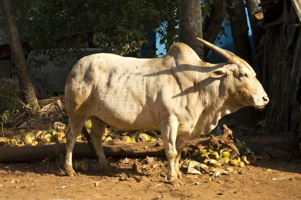 Vaca selvagem na Índia, ao ar livre — Fotografia de Stock