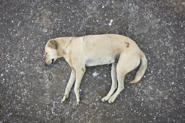 Perro durmiente —  Fotos de Stock