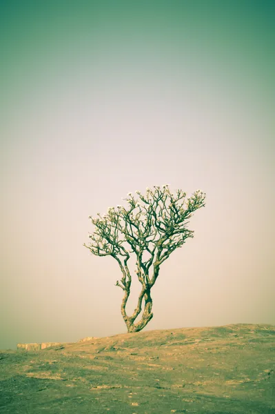Fansypansy tree.in Karnataka, India. — Stock Photo, Image