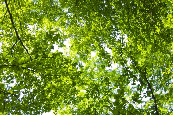 Zelená listí pozadí v slunečný den — Stock fotografie