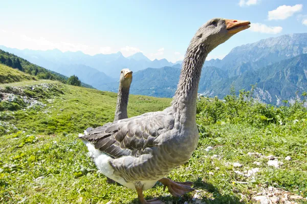 Dois gansos felizes na montanha — Fotografia de Stock