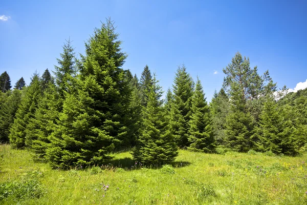 Landschap met dennenbossen in de bergen in de zomer — Stockfoto