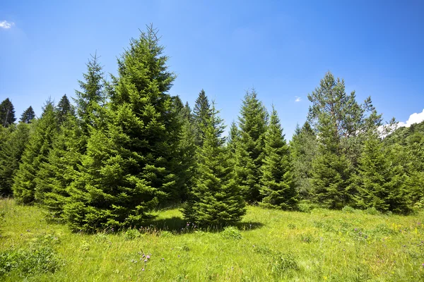 Paisaje con pinares en las montañas en verano — Foto de Stock