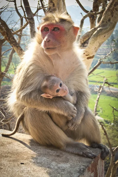 Mother and baby monkey in india Stock Image