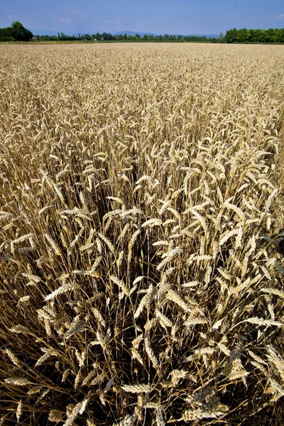 Yazın buğday tarlası — Stok fotoğraf