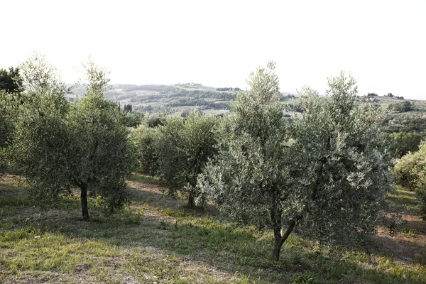 Landschaft der Toskana — Stockfoto