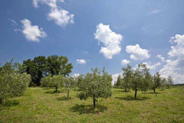 Landschaft der Toskana — Stockfoto