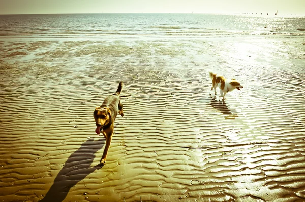 İki köpek sahilde koşuyor. — Stok fotoğraf