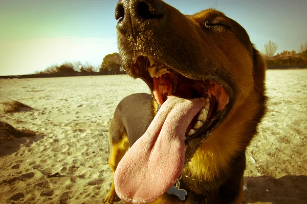 Портрет счастливой собаки на пляже Лицензионные Стоковые Изображения