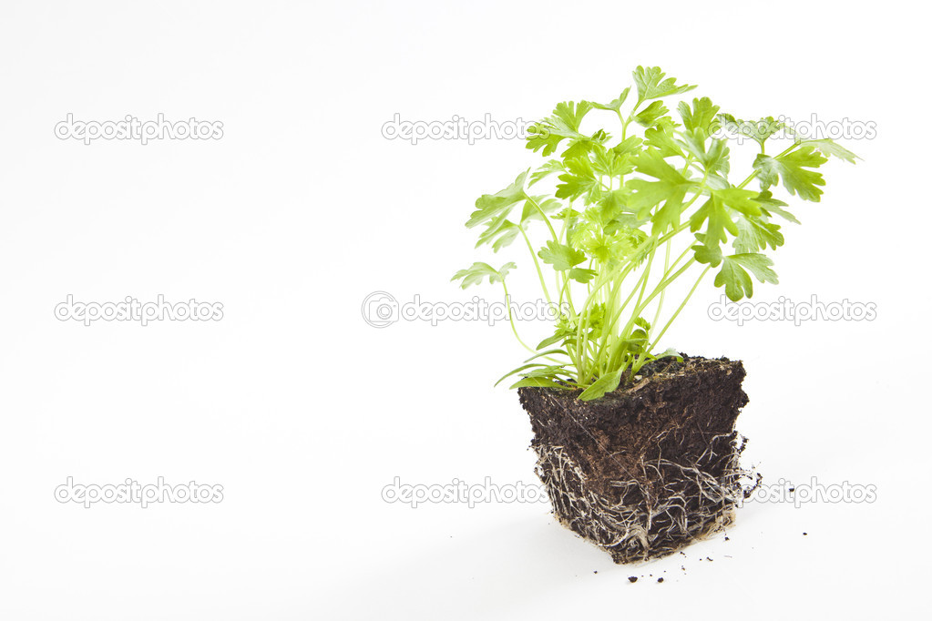 Small Parsley Plant In Soil Stock Photo Image By C Tommasolizzul Small Parsley Plant In Soil Stock Photo Image By C Tommasolizzul