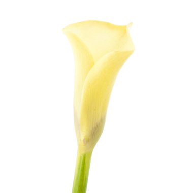 güzel sarı calla lily çiçek, zantedeschia