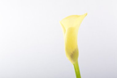 güzel sarı calla lily çiçek, zantedeschia