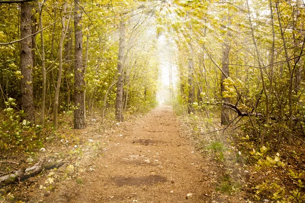 在秋季的卡尔斯树林中的路径 — 图库照片