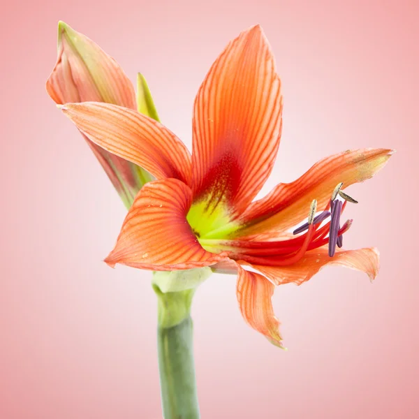 Красивый оранжевый экзотический цветок лилии — стоковое фото