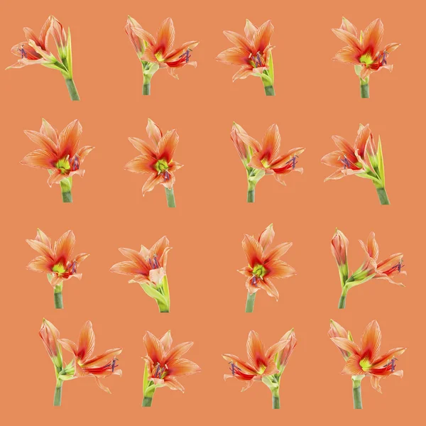 Set von schönen liliumfarbenen Blüten Verbundwerkstoff — Stockfoto