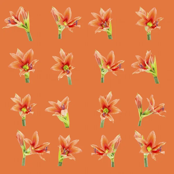 Set of beautiful lilium flowers composite — Stock Photo, Image