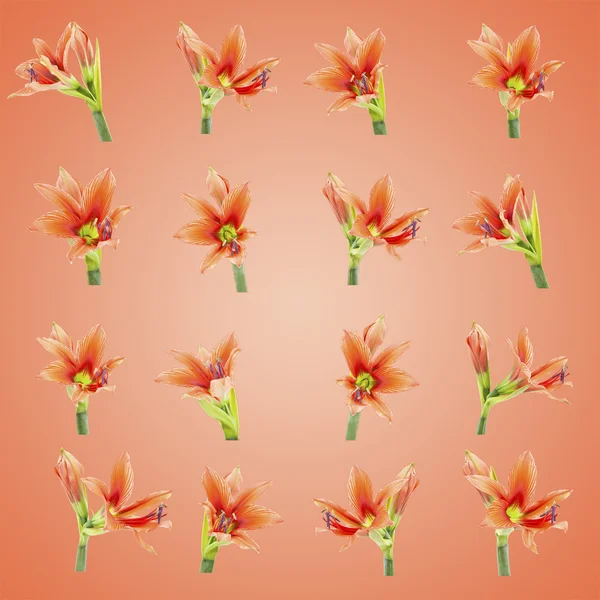 Set of beautiful lilium flowers composite — Stock Photo, Image