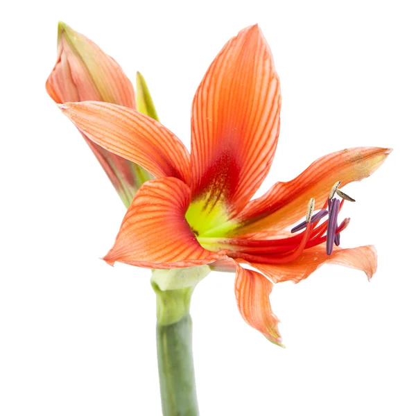 Gyönyörű narancssárga egzotikus lilium virág — Stock Fotó