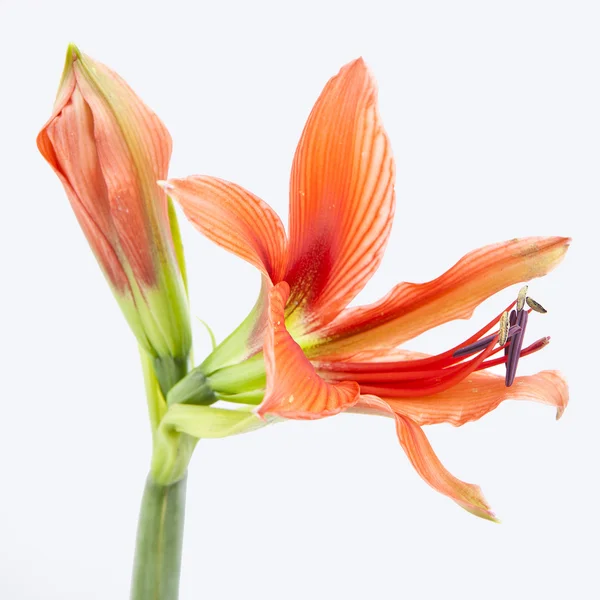 Schöne orangefarbene exotische Lilienblüte — Stockfoto