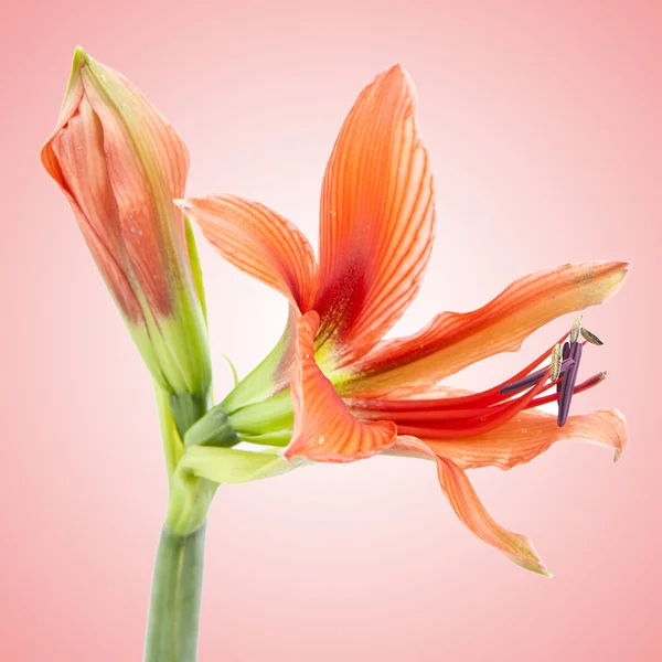 Красивый оранжевый экзотический цветок лилии — стоковое фото