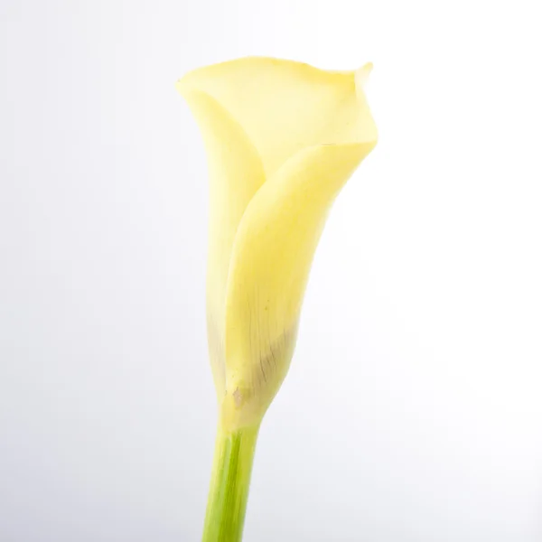 Hermosa flor de lirio amarillo Calla, Zantedeschia —  Fotos de Stock