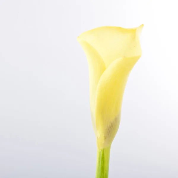 Gyönyörű sárga Calla liliom virág, Zantedeschia — Stock Fotó