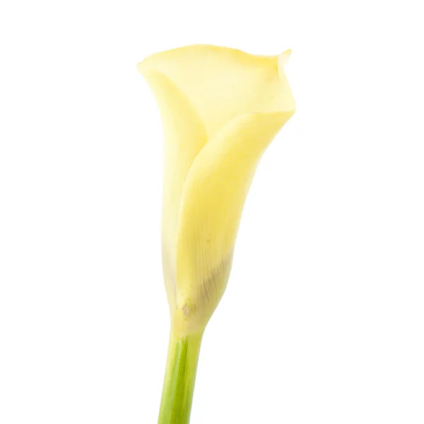 Schöne gelbe Calla Lilie Blume, Zantedeschia — Stockfoto