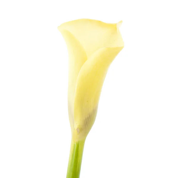 ดอกลิลลี่ Calla สีเหลืองที่สวยงาม Zantedeschia — ภาพถ่ายสต็อก